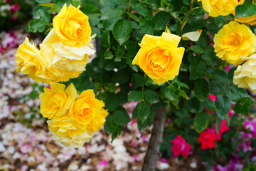 Yellow Carte d Or rose flower growing in the garden