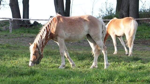The pair of the haflinger horse on a spring pasture.