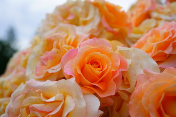 Pink orange Elle rose flower growing in the garden