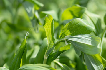 close up of green leaves