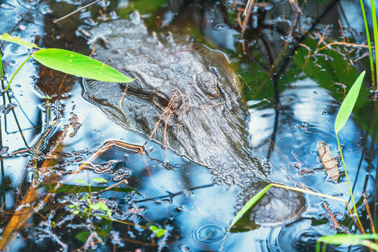 American alligator (Alligator mississipiensis), submerging, J.N. Ding Darling National Wildlife Refuge, Florida