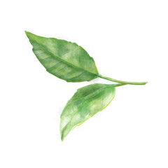 Green Tea Leaves. Hand painted Watercolor illustration on white isolated background. Asian medical herb. Drawing for greeting cards, invitations and packaging design