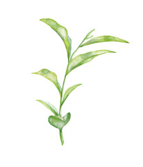 Fototapeta premium Green Tea Plant. Hand painted Watercolor illustration on white isolated background. Asian medical herb. Drawing for greeting cards, invitations and packaging design