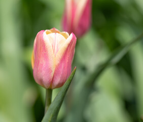 pink tulip in the garden