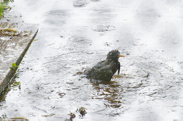 The starling is swimming in a puddle.