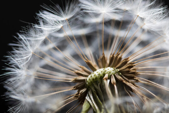 Close up of Dandelion seedhead