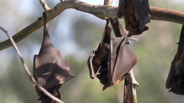 several fruit bats roosting at a camp at katherine gorge of nitmiluk national park in the northern territory