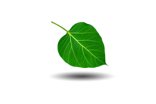 green leaves on a white background. Bodhi leaves