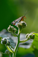 Panorpa communis