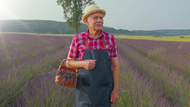 Senior old grandfather farmer gathering lavender flowers on field. Gardener florist man looking approvingly at camera showing thumbs up, growing lavender plant in herb garden, retirement activities