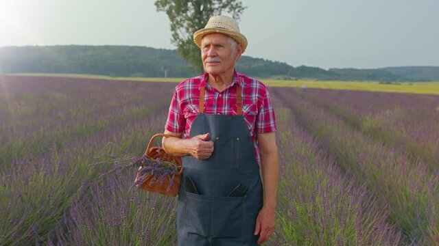 Senior man grandfather farmer growing lavender plant in garden, smiling friendly at camera, waving hands gesturing hello or goodbye, welcoming with hospitable expression. Lavender farm bushes field
