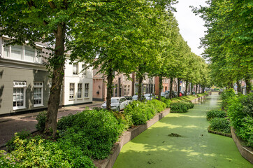 Rijnsbrug, The Netherlands, July 7, 2021: narrow canal in th eold town, cavered with duckweed and lined with shady trees and traditional houses
