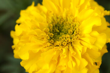 Bright Yellow Chrysanthemums Blooming in the summer time