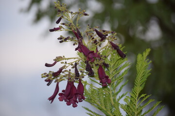 flor no Cerrado