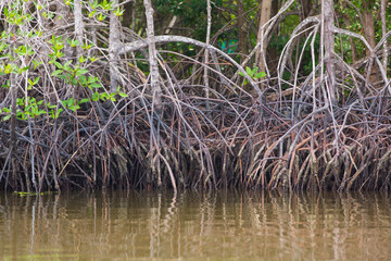 Roots of mangrove in water