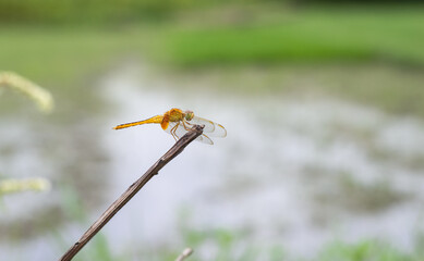 An orange dragonfly with transparent wings resting on a dead tree trunk isolated on blurry background