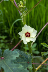 Close up view of lady finger flower or okra vegetable flower in the vegetable garden