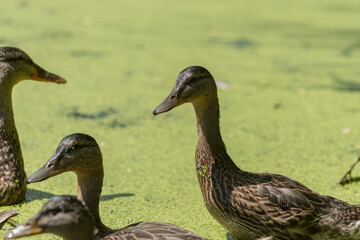 family of ducks