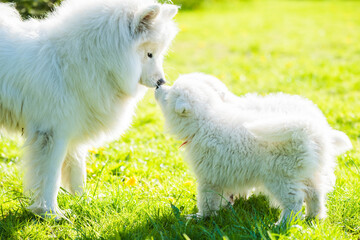 Female Samoyed dog with puppies walk on grass