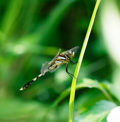 待ち伏せ場所を点々と変え、日陰のススキの葉にとまるシオカラトンボ1