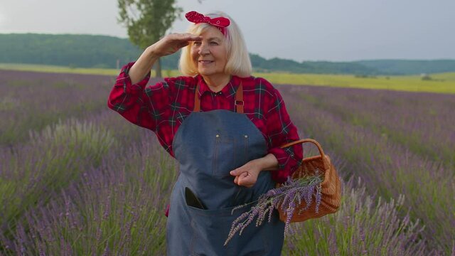 Senior old grandmother farmer gathering lavender flowers on field. Gardener florist woman looking approvingly at camera showing thumbs up, growing lavender plant in herb garden, retirement activities