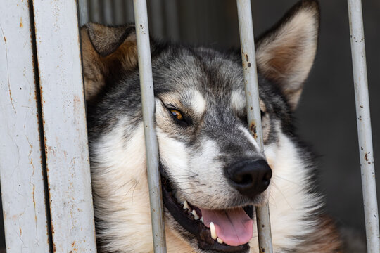 A funny dog in an open-air cage sticks out its muzzle through the bars of the lattice. A pet with a funny expression in a cage or behind a fence in a dog shelter.