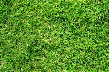 full frame image of green grass, direct above view