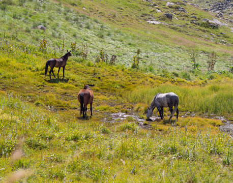 Horses on the meadow, Georgia