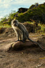 Monkey 
