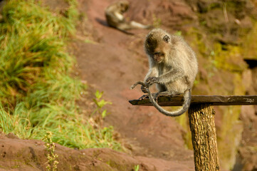 Monkey sitting on a tree
