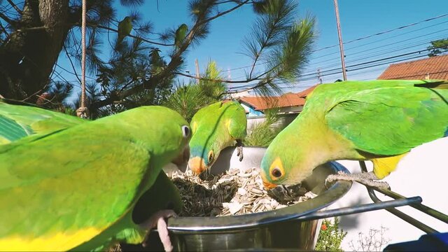 Flock of green parakeets eating sunflower seeds over a suspended bowl at the garden.
