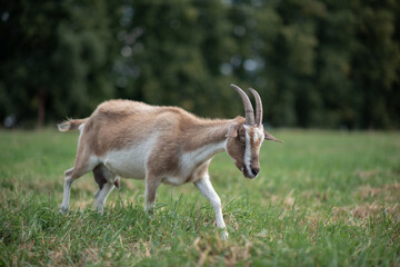 Beautiful purebred domestic goat in the meadow.