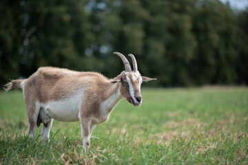 Beautiful purebred domestic goat in the meadow.