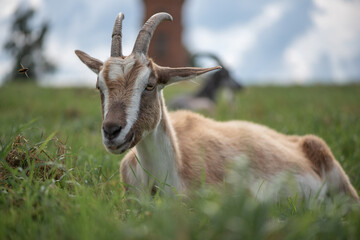 Beautiful purebred domestic goat in the meadow.