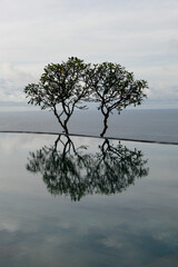 tree on the pool