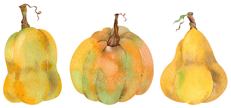 Watercolor set of isolated orange pumpkins. Thanksgiving collection of pumpkin harvest. Autumn set.