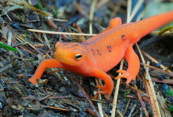 Focus Stacked Image of a Eastern Red Spotted Newt, eft Stage - obrazy, fototapety, plakaty
