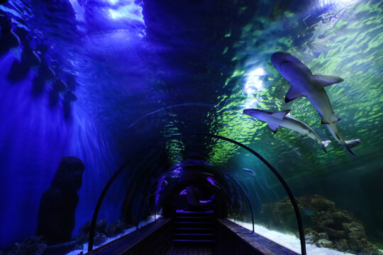Beautiful glass aquarium tunnel in modern oceanarium