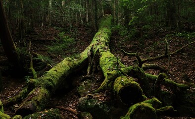 森の中でゆっくりと自然に還ってゆく大木