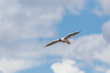 Seagull in the sky