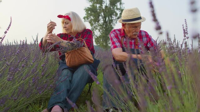 Senior grandfather grandmother farmers family growing lavender plant in herb garden, retirement activities. Blooming farm bushes field, harvesting, drying. Lavender, oil production. Seasonal gardening