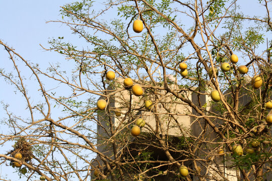 Unripe Fruits Of Stone Apple Or Indian Bael (Aegle Marmelos) 