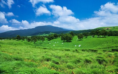 Fototapeta na wymiar 広大な阿蘇の牧草地