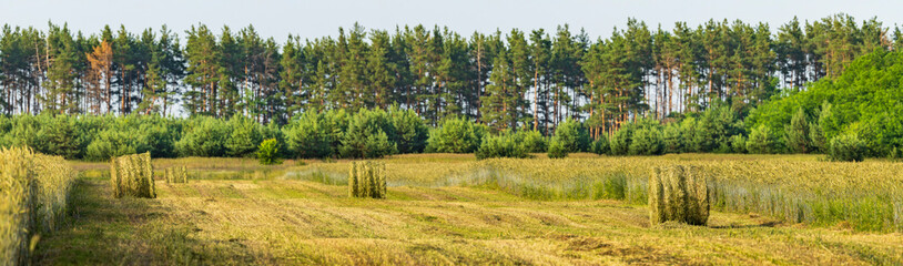 On the rye field, the tractor is harvesting in fresh grass hay.