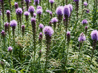 Dense blazing star or Liatris spicata with stunning purple flowers in a long spike at the top of a stem with leaves around it in a spiral