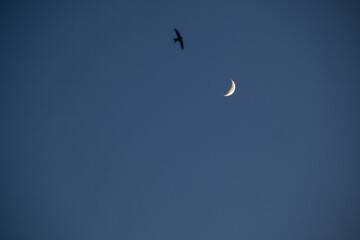 Obraz na płótnie Canvas Moon in a clear sky before dark with swift bird silhouette. Unfocused black bird against young moon. clear sky. the waxing crescent