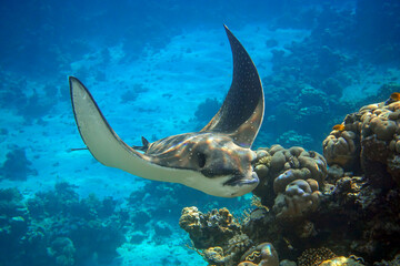 Fototapeta na wymiar Spotted Eagle Ray (Aetobatus narinari) in the Red Sea,Egypt