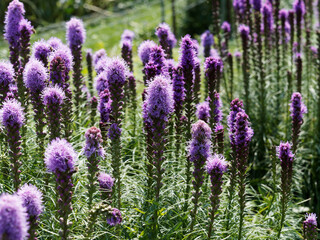 Obraz premium Dense blazing star or Liatris spicata with stunning purple flowers in a long spike at the top of a stem with leaves around it in a spiral