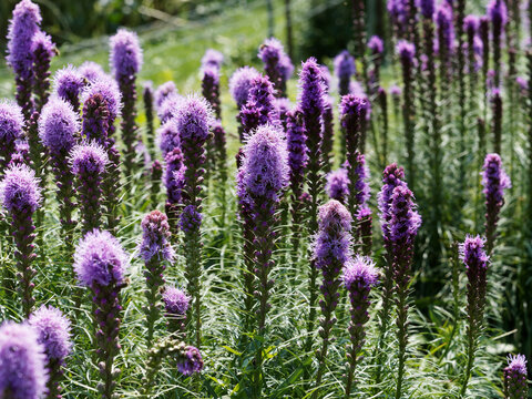 Dense blazing star or Liatris spicata with stunning purple flowers in a long spike at the top of a stem with leaves around it in a spiral
