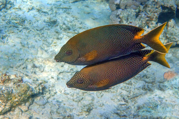 Naklejka premium Stellate rabbitfish - Siganus stellatus laqueus in Red Sea 